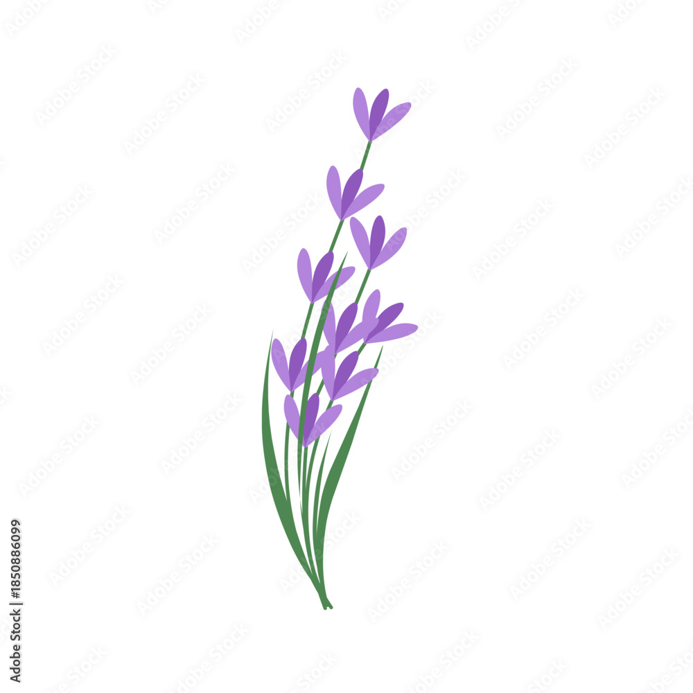 Naklejka premium Illustration of lavender flowers. Lavender flowers with green leaves. Illustration of a lavender bouquet. Illustration of purple flowers