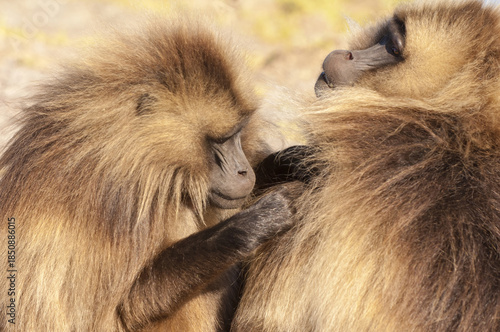 Wallpaper Mural Gelada baboon (Theropithecus Gelada) grooming each other, Simien mountains national park, Amhara region, North Ethiopia Torontodigital.ca