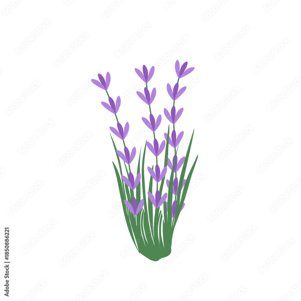 Obraz premium Illustration of lavender flowers. Lavender flowers with green leaves. Illustration of a lavender bouquet. Illustration of purple flowers