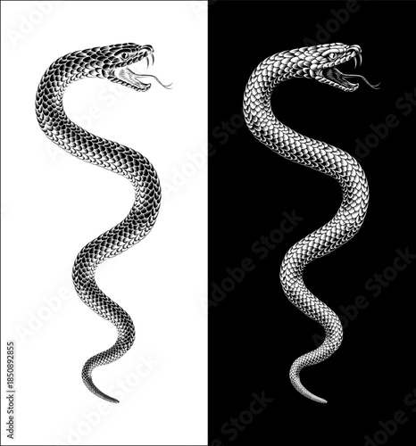 Snake coiled serpent, original illustration in a vintage woodcut engraving etching style.