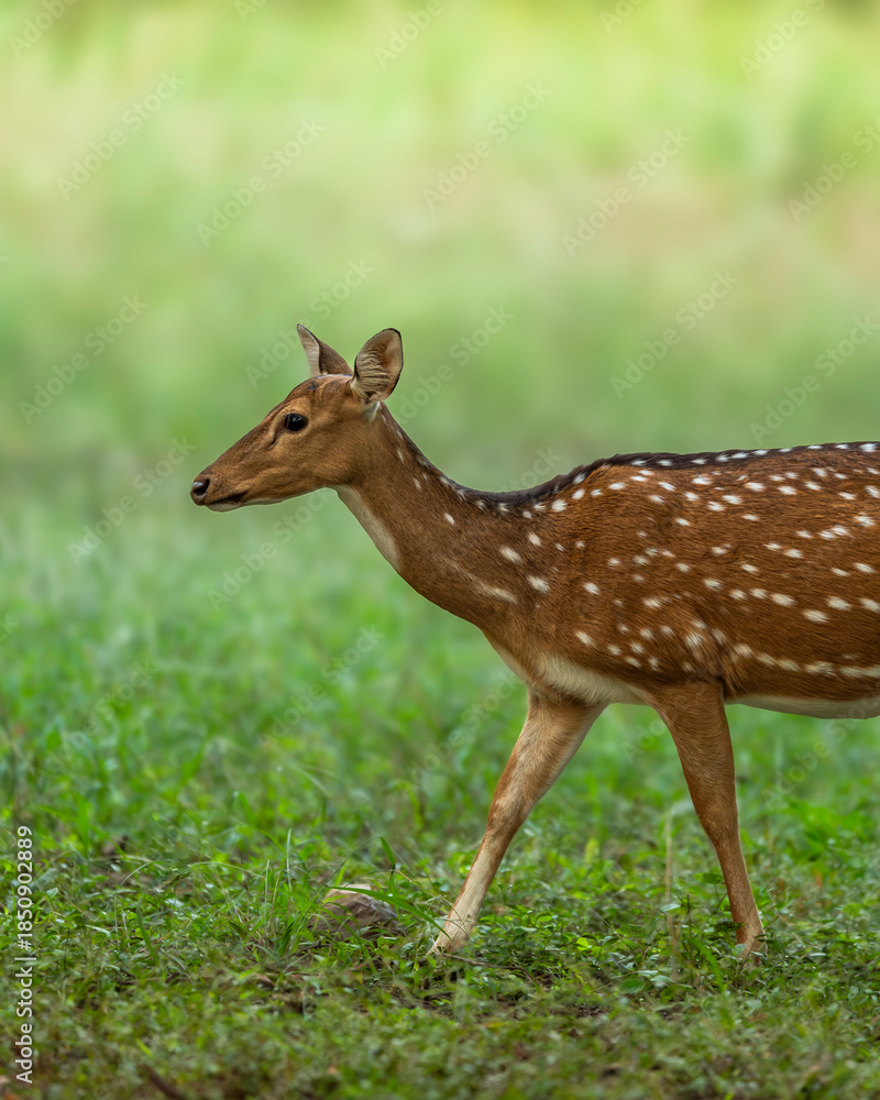 Obraz premium wild adult female spotted deer or chital or axis deer side profile with eye contact walking in natural scenic green background winter season safari jim corbett national park forest uttarakhand india