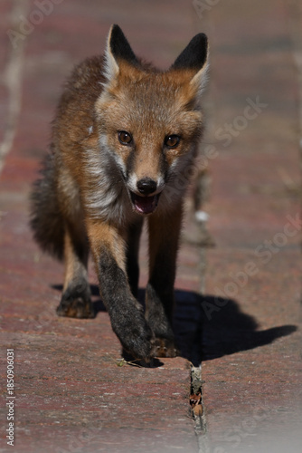 Red fox, vulpes vulpes, walking along a red brick pathway, during a sunny day