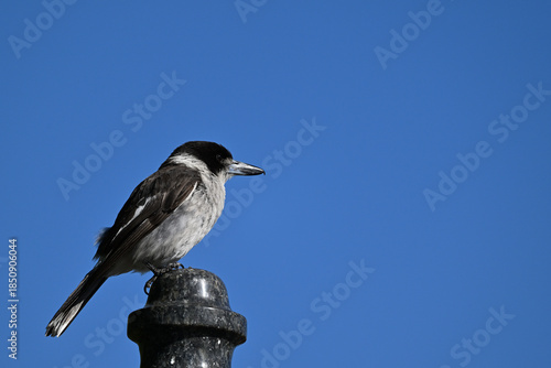 Side view of a grey butcherbird perched atop a black stone monument during the day, with clear blue sky in the background
