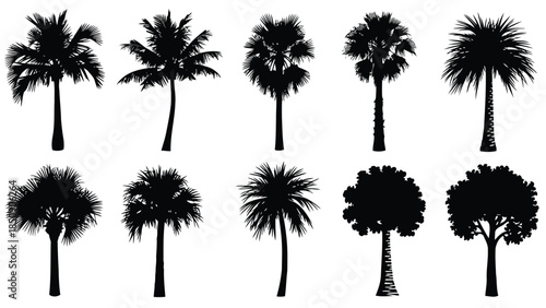 Collection of palm and other trees in black silhouette on white background vector