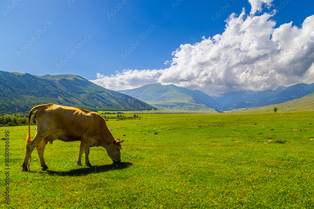 Naklejka premium Cow grazes peacefully in a lush green meadow surrounded by mountains and trees in Kyrgyzstan. Calm atmosphere with blue sky and fluffy clouds enhances serenity.