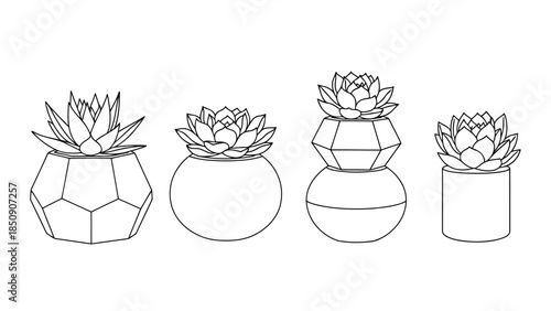 Four different succulents in geometric pots isolated on white background vector