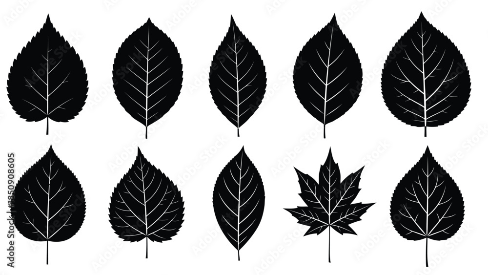 Fototapeta premium Collection of black leaves on white background vector