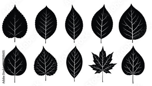 Collection of black leaves on white background vector