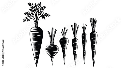 Black and white vector illustration of carrots and beets on white background