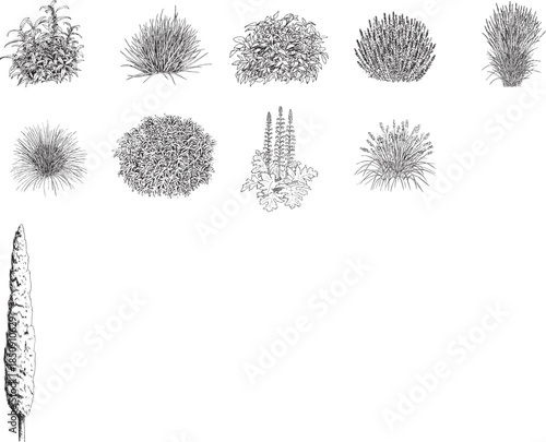 Ornamental Grass Line Art Set Botanical Illustrations Collection