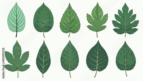Collection of various green leaves on white background vector