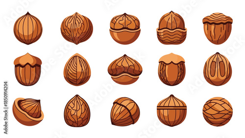 Collection of 15 various walnut illustrations on white background vector