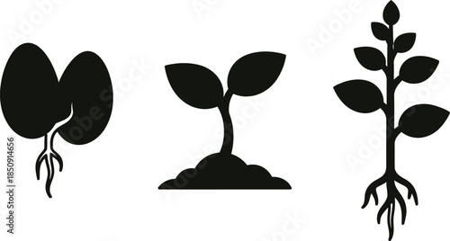 Three stages of plant growth isolated on transparent background