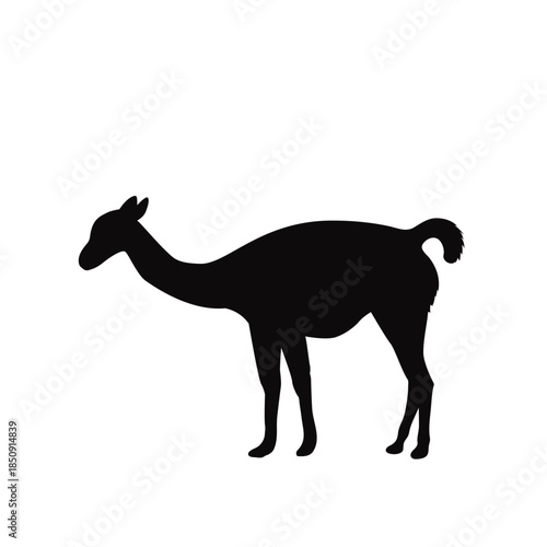 Guanaco Silhouette Illustration South American Wild Animal