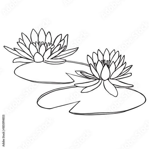 Water Lily Flowers Line Art Illustration with Lily Pads