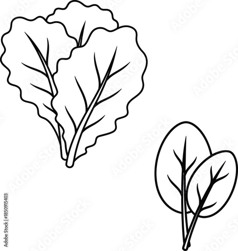 Two simple line drawings of leafy greens isolated on transparent background