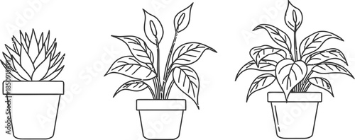 Three potted plants with varying leafy greens isolated on transparent background