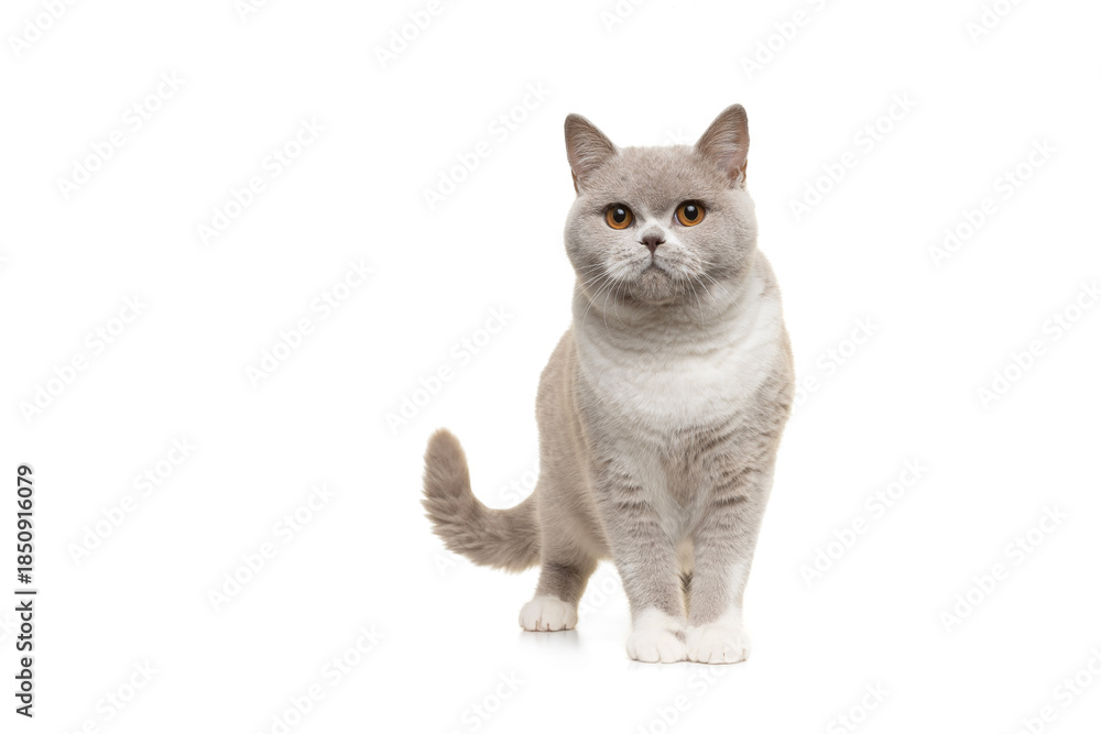 Obraz premium Proud grey and white british shorthair cat standing isolated on a white background looking at the camera
