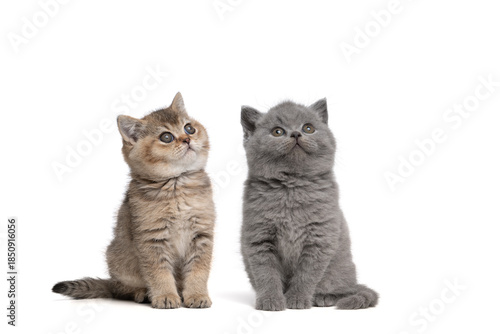 Two tabby british shorthair kittens sitting and looking up isolated on a white background seen from the front