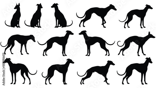 Collection of greyhound silhouettes on white background vector