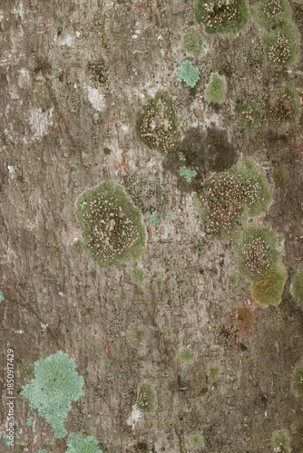 Close-up of green lichens growing on tree.
