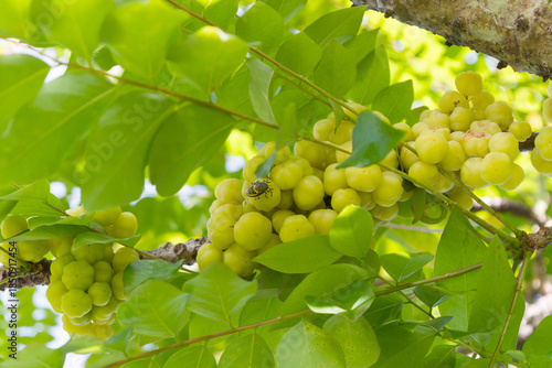 Bunch of Star Gooseberry on branch with a tiny bug.