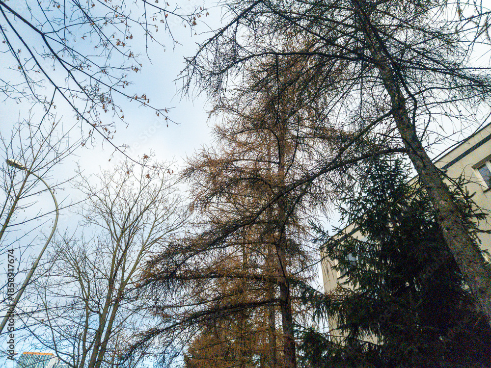 Fototapeta premium In a tranquil urban environment, tall trees reach towards the sky while a building stands in the background. The image captures a peaceful blend of nature and architecture.