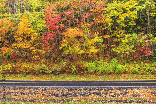 Fall foliage along a remote road in the Great Smoky Mountains during the spectacular fall season when tree leaves become vibrantly colored.