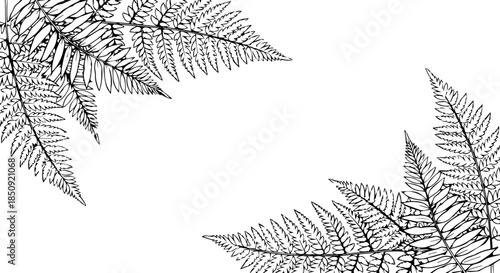 Delicate black ink fern fronds create elegant botanical corners, offering a fresh, natural design element for invitations, cards, and decor.