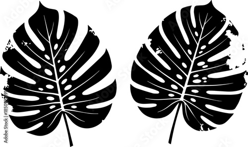 Striking black monstera leaves with a distressed texture offer a modern botanical aesthetic for design projects, conveying natural beauty and organic style.