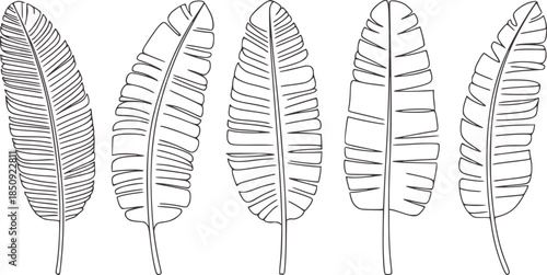 Eight tropical banana leaves in a row monochrome line