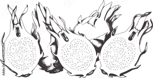 Detailed black and white line of three spiky seed pods opening
