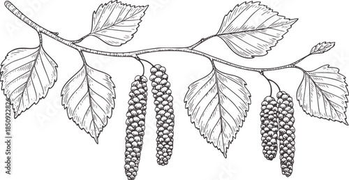 Hand drawn birch tree leaves and catkins black and white line