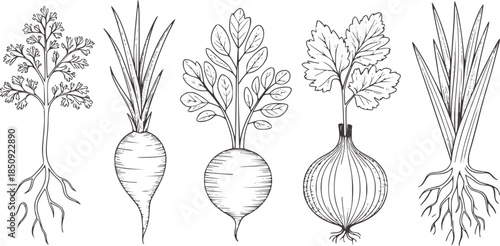 Hand drawn black and white root vegetable line with leaves
