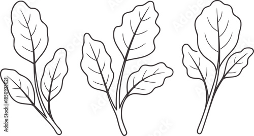 Three minimalist line leafy stems in monochrome outline style