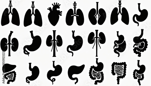 Detailed Human Internal Organs Silhouette Grid on White Background