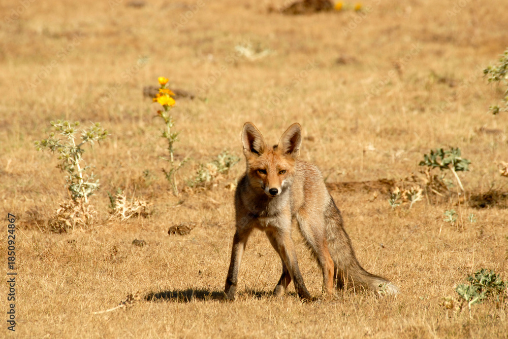 Fototapeta premium zorros salvajes en el campo