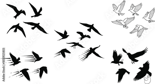 "Flying birds silhouette set with outlines, motion styles, decorative swirls, feather details, abstract flock shapes for design use"