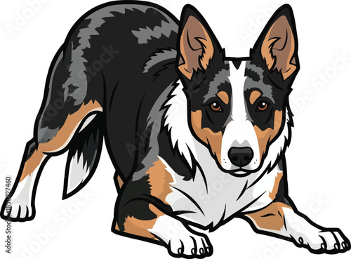 Koolie dog crouched alert herding stance front view