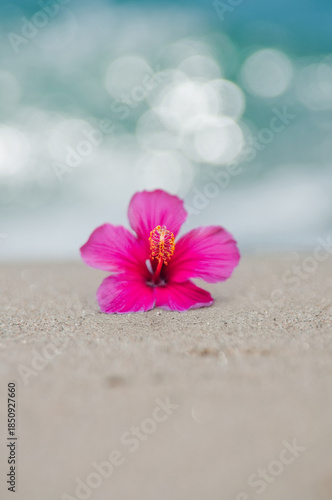 波打ち際とハイビスカス