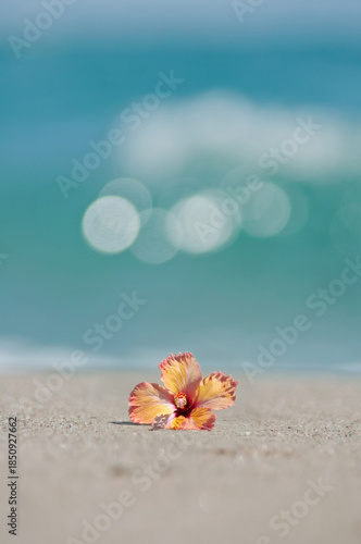 波打ち際とハイビスカス