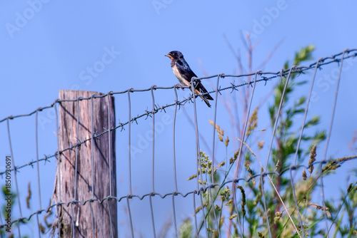 young swallow on a fence