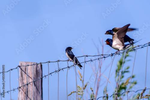 swallow parents bring food to young swallow