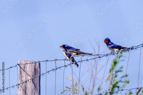 parent swallow feeding young swallow
