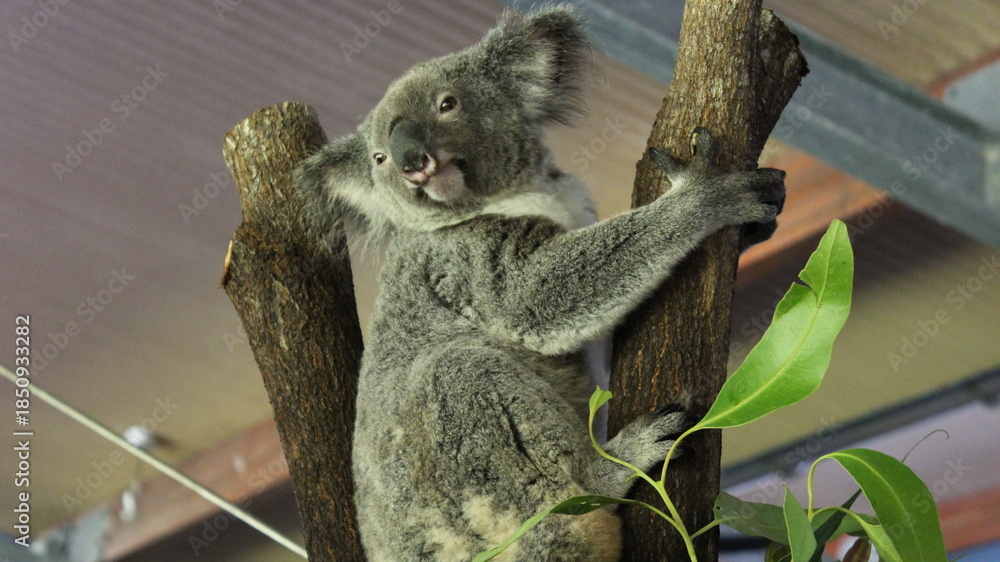 Naklejka premium koala in tree
