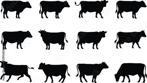 Cow silhouettes collection set, cattle livestock farm animals standing walking grazing poses isolated on white background vector illustration