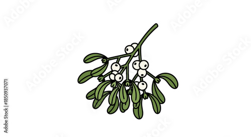 Green mistletoe branch with white berries, festive illustration on white background, christmas decoration, hand drawn graphic, vector art