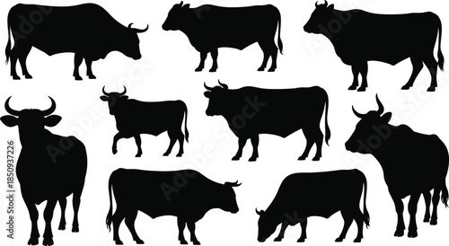 Bull silhouettes collection set, cattle livestock farm animals standing walking grazing horned poses isolated on white background vector illustration