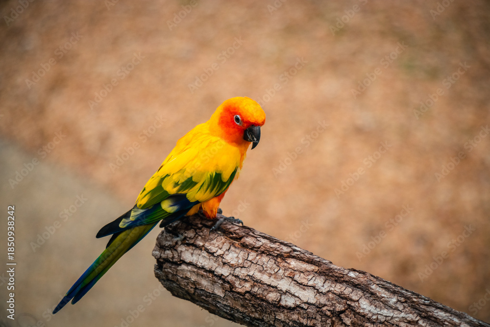 Obraz premium Sun Conure Parrot Perched on a Tree Branch in Natural Light