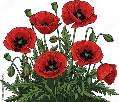 Create a Foreground of blooming red poppies in shade, vector art with white background..